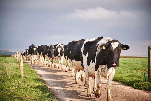 Image of Dairy Cows