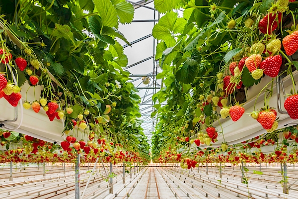 Image of Salad Crops