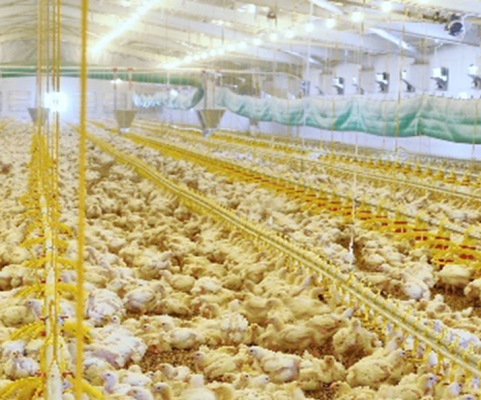 Image of NEWS: RoboScientific advances automated poultry health monitoring platform