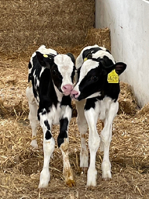 Image of Milk-fed Calves